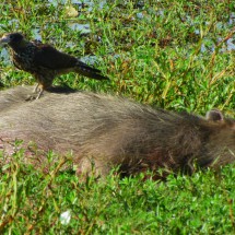 Capybara with hawk